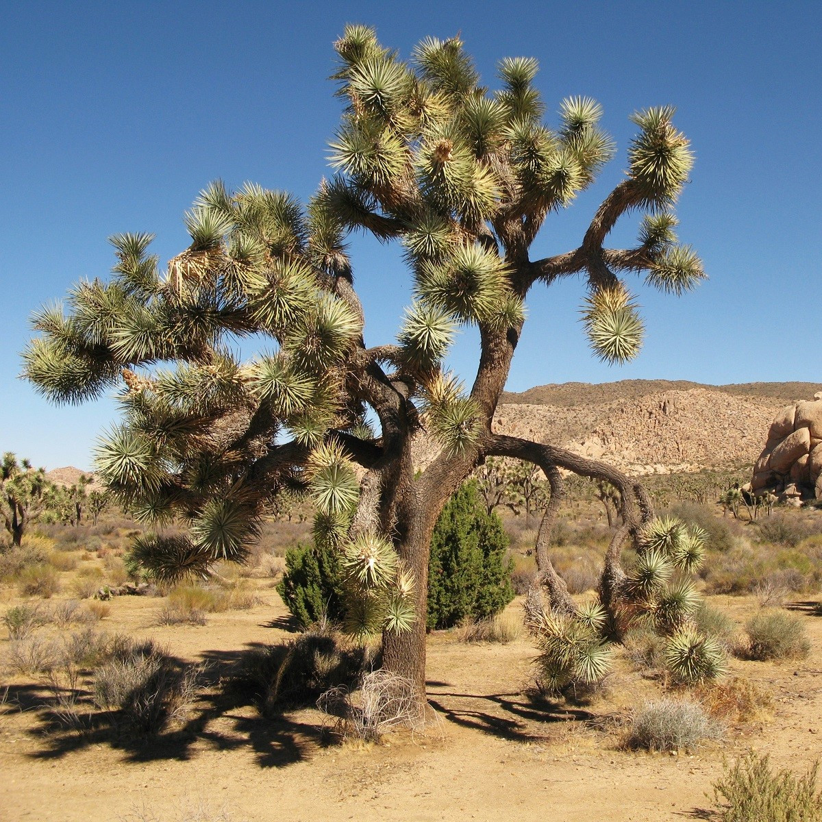 Joshua tree - Juka krátkolistá - Yucca brevifolia - semena - 6 ks