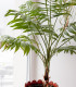 Palma královská - Archontophoenix cunninghamiana - semena - 3 ks