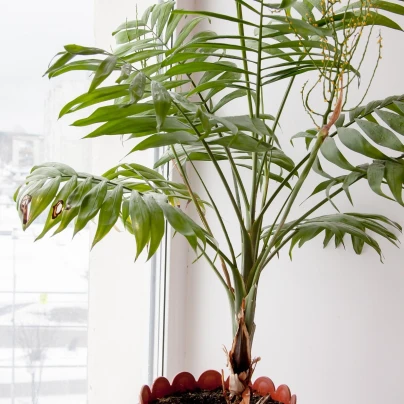 Palma královská - Archontophoenix cunninghamiana - semena - 3 ks