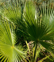 Semena palmy – Palma – Washingtonia robusta