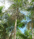 Palma Acai - Euterpe oleracea - semena - 2 ks