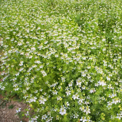 Černucha setá - Kmín černý - Nigella sativa - semena - 25 ks