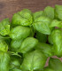 Bazalka pravá balkónová - Ocimum basilicum - semena - 200 ks