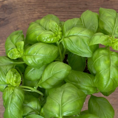 Bazalka pravá balkónová - Ocimum basilicum - semena - 200 ks