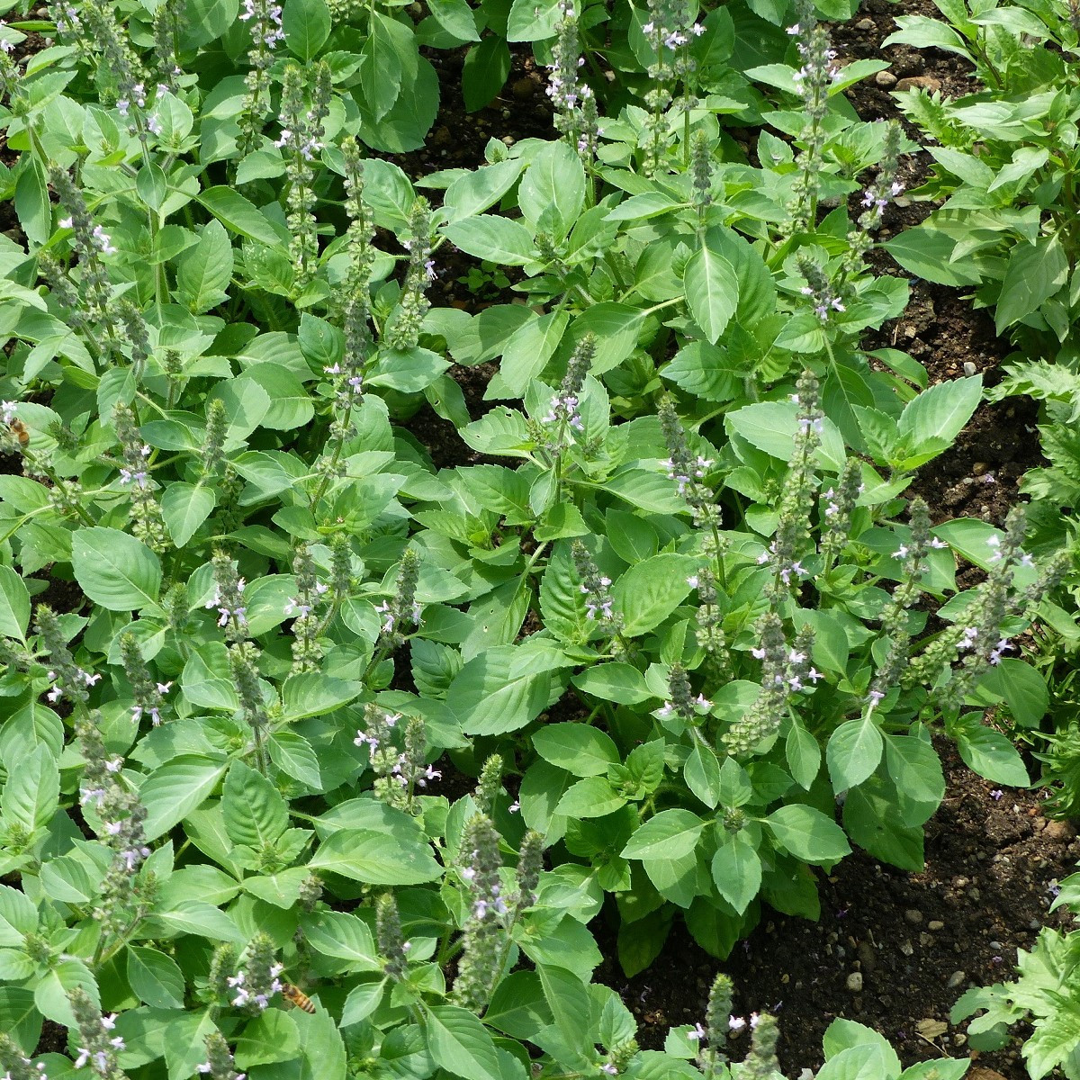 Bazalka indická Tulsi - Ocimum tenuiflorum - semena - 50 ks