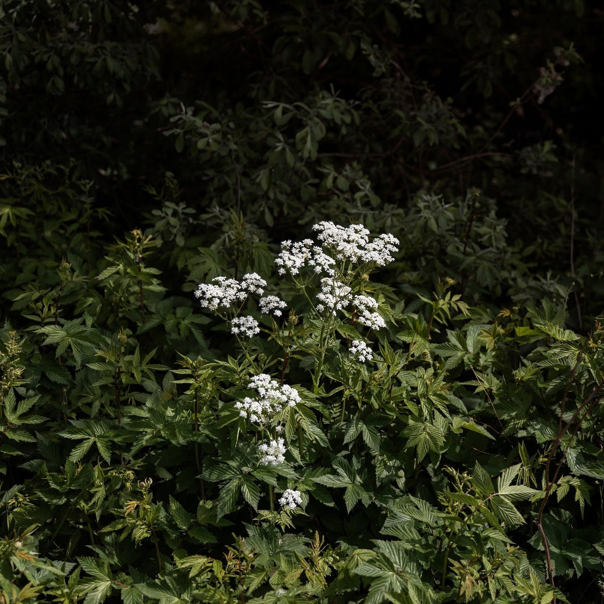 Bedrník obecný - Pimpinella saxifraga - semena - 50 ks