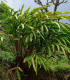 Kardamom černý - Amomum subulatum - semena - 20 ks