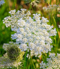 Kmín kořenný - Carum carvi - semena - 400 ks