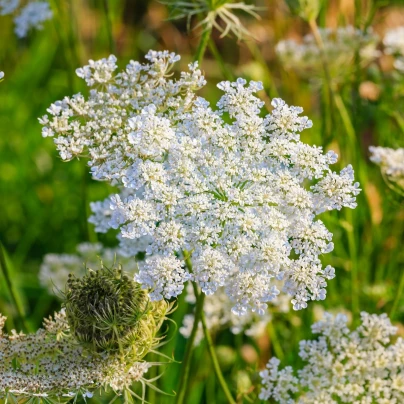 Kmín kořenný - Carum carvi - semena - 400 ks