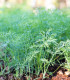 Kopr vonný Hanák - Anethum graveolens - semena - 500 ks