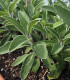 Šalvěj lékařská - Salvia officinalis - semena - 20 ks