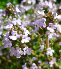 Tymián obecný - Thymus vulgaris - semena - 0,08 g