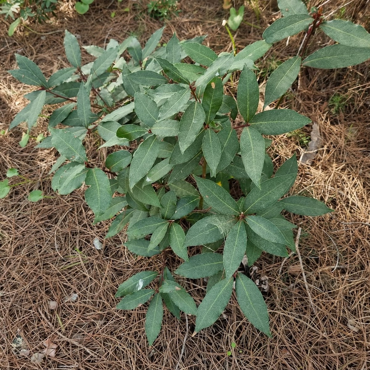 Vavřín vznešený - Laurus nobilis - semena - 5 ks