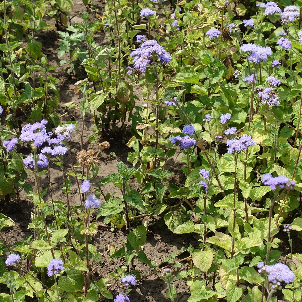 Nestařec mexický - Ageratum houstonianum - semena - 0,5 g
