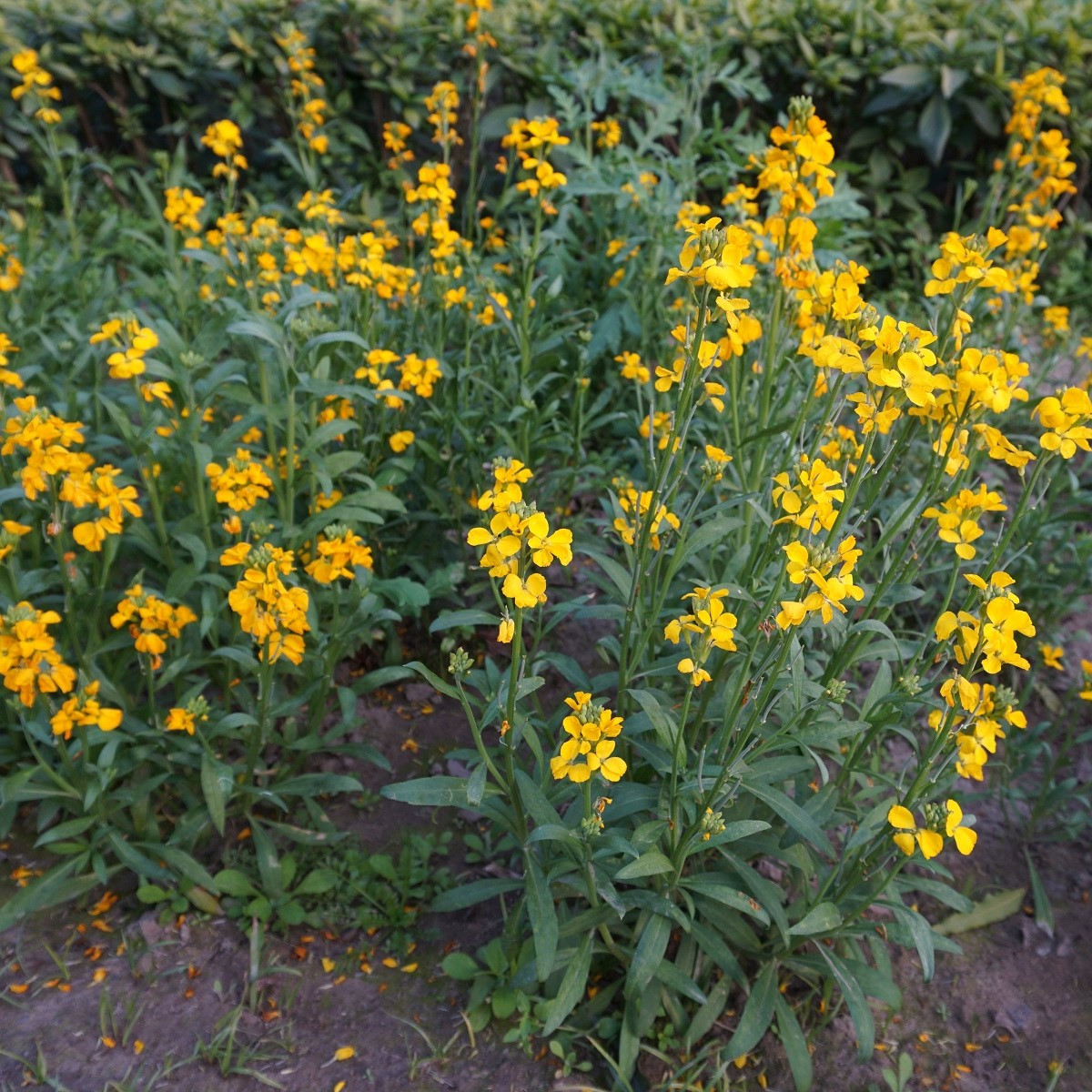 Chejr vonný Sugar Rush F1 Mix - Cheiranthus cheiri - semena - 20 ks