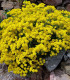 Tařice skalní - Alyssum saxatile - Gold dust - semena - 150 ks