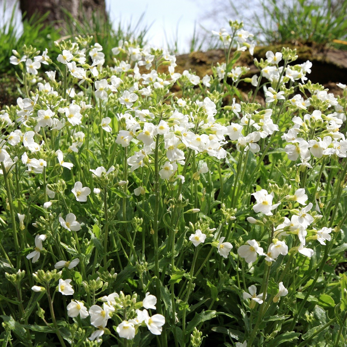 Huseník bílý - Arabis alpina - semena - 200 ks