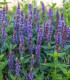Šalvěj hajní Blue Queen - Salvia nemorosa - semena - 20 ks