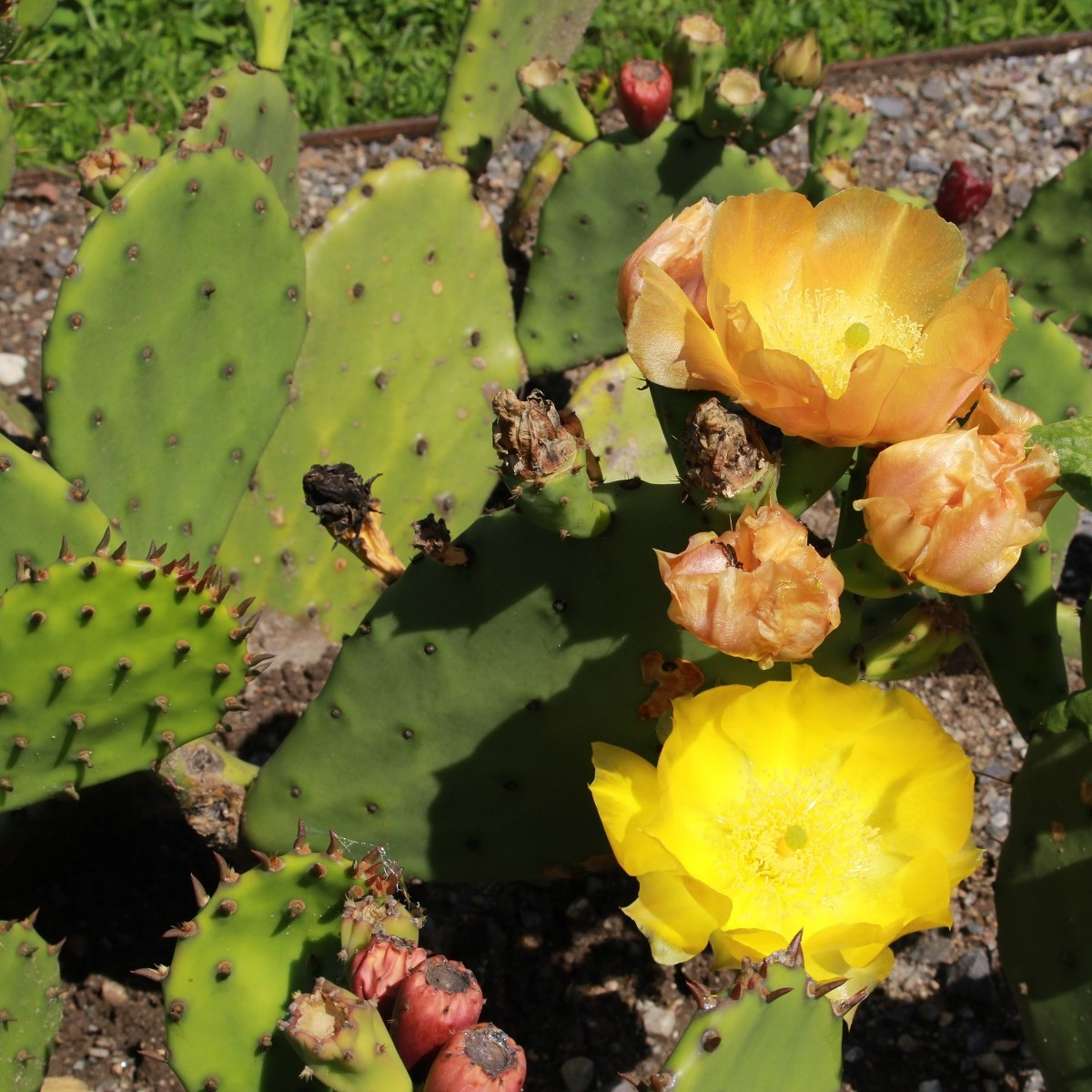 Opuncie - Indiánské fíky - Opuntia ficus-indica - semena - 7 ks