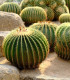 Echinokaktus Grusonův - Zlatá koule - Echinocactus grusonii - semena - 8 ks