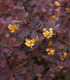Červený dráč - Berberis thunbergii Atropurpurea - semena - 5 ks