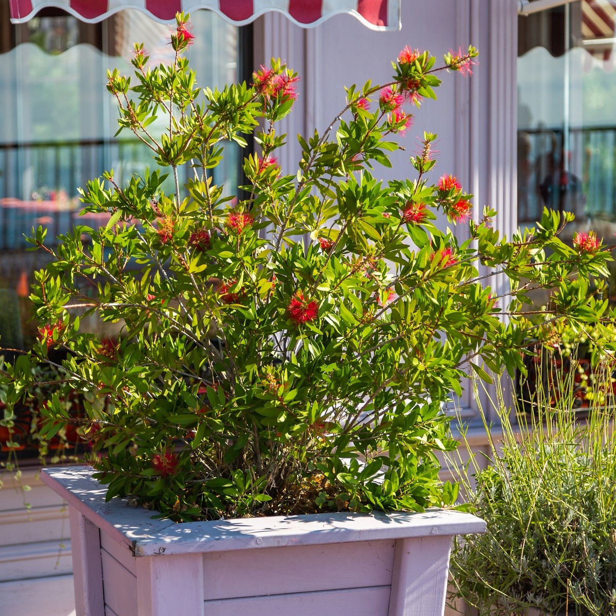 Štětkovec - Callistemon citrinus - semena - 10 ks