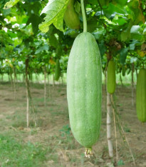 Lufa válcovitá - Luffa cylindrica - semena - 8 ks