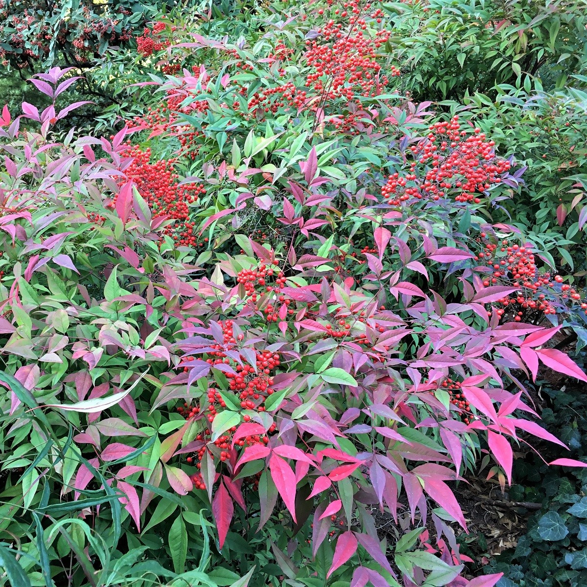 Nandina domácí - Bambus nebeský - Nandina domestica - semena - 3 ks