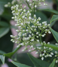 Nandina domácí - Bambus nebeský - Nandina domestica - semena - 3 ks