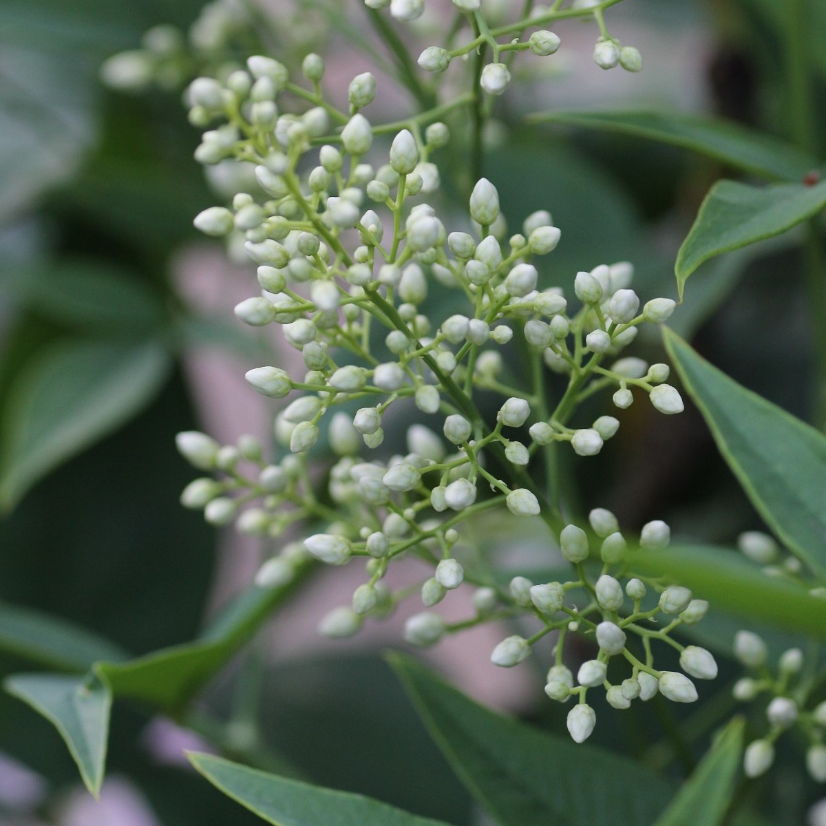 Nandina domácí - Bambus nebeský - Nandina domestica - semena - 3 ks
