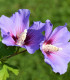 Ibišek syrský fialový - Hibiscus syriacus - semena - 12 ks