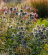Bělotrn kulatohlavý - Echinops sphaerocephalus - semena - 6 ks