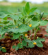 Podzemnice olejná - Arachis hypogaea - semena - 3 ks
