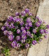 Tařicovka přímořská Fialová královna - Alyssum maritimum - semena - 1 g