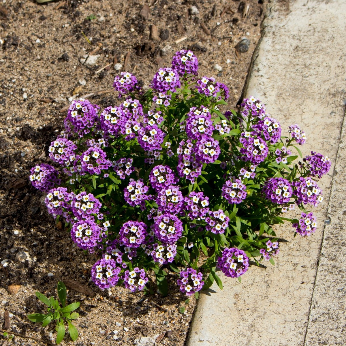 Tařicovka přímořská Fialová královna - Alyssum maritimum - semena - 1 g