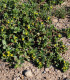 Šrucha zelná Golden - Portulaca oleracea - semena - 100 ks