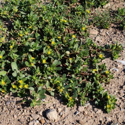 Šrucha zelná Golden - Portulaca oleracea - semena - 100 ks