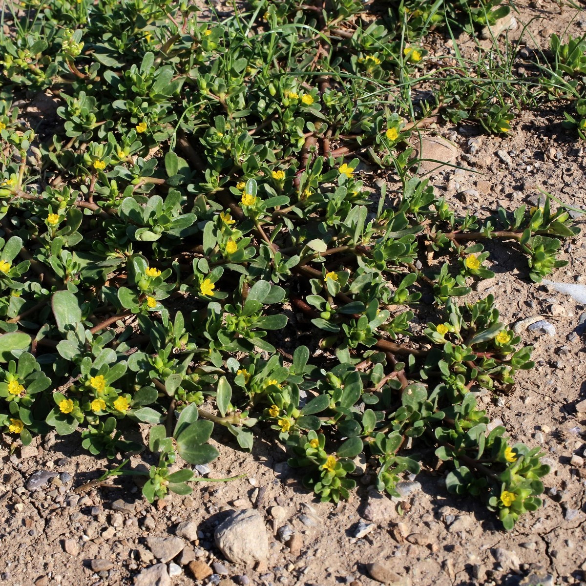Šrucha zelná Golden - Portulaca oleracea - semena - 100 ks