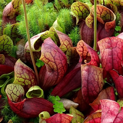 Špirlice nachová - Sarracenia purpurea - semena - 8 ks
