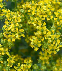 Routa vonná - Ruta graveolens - semena - 10 ks