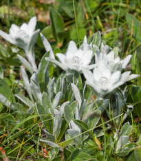 Protěž alpská - Plesnivec alpínský - Leontopodium alpinum - semena - 15 ks
