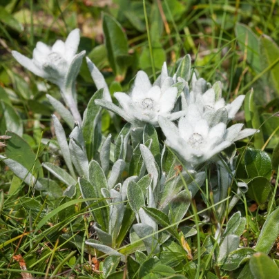 Protěž alpská - Plesnivec alpínský - Leontopodium alpinum - semena - 15 ks
