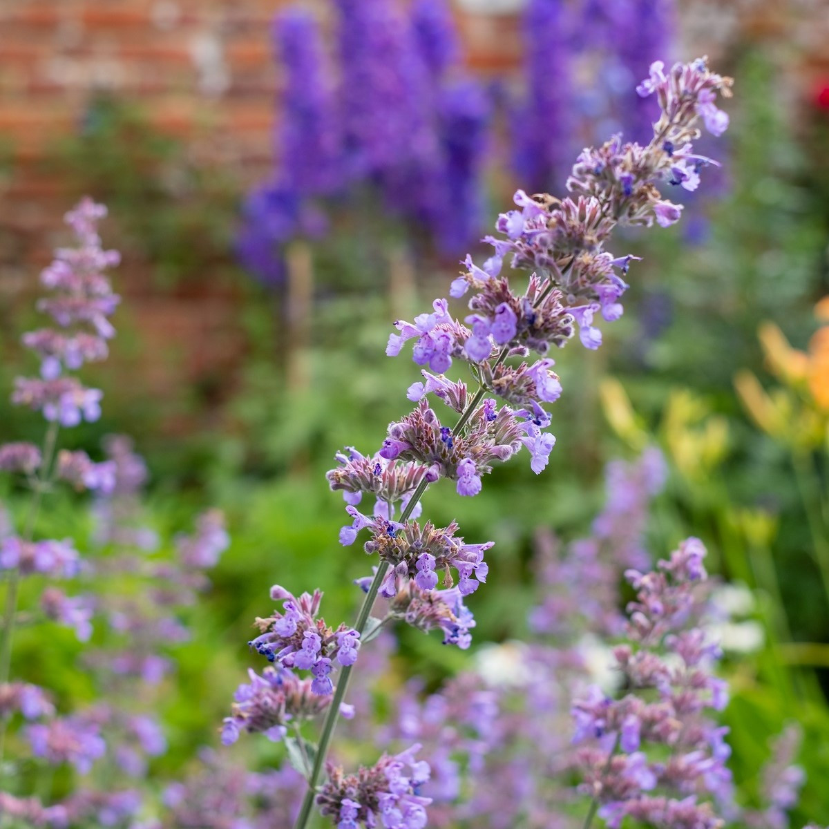 Šanta kočičí modrá - Nepeta faassenil - semena - 15 ks