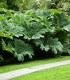 Barota rukávovitá - Gunnera manicata - semena - 6 ks
