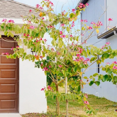 Orchidejový strom - Bauhinia purpurea - semena - 4 ks