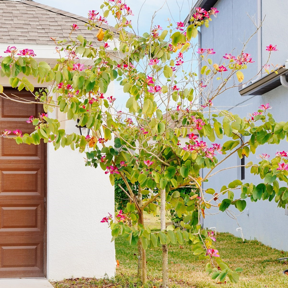 Orchidejový strom - Bauhinia purpurea - semena - 4 ks