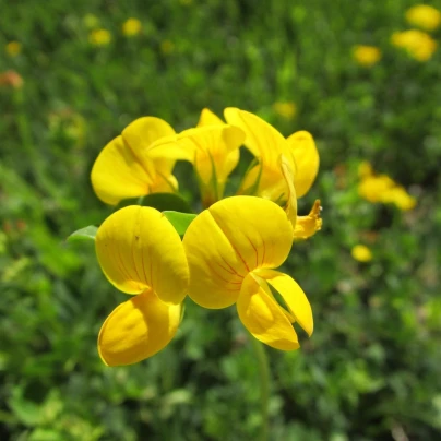 Štírovník růžkatý - Lotus corniculatus - semena - 100 ks