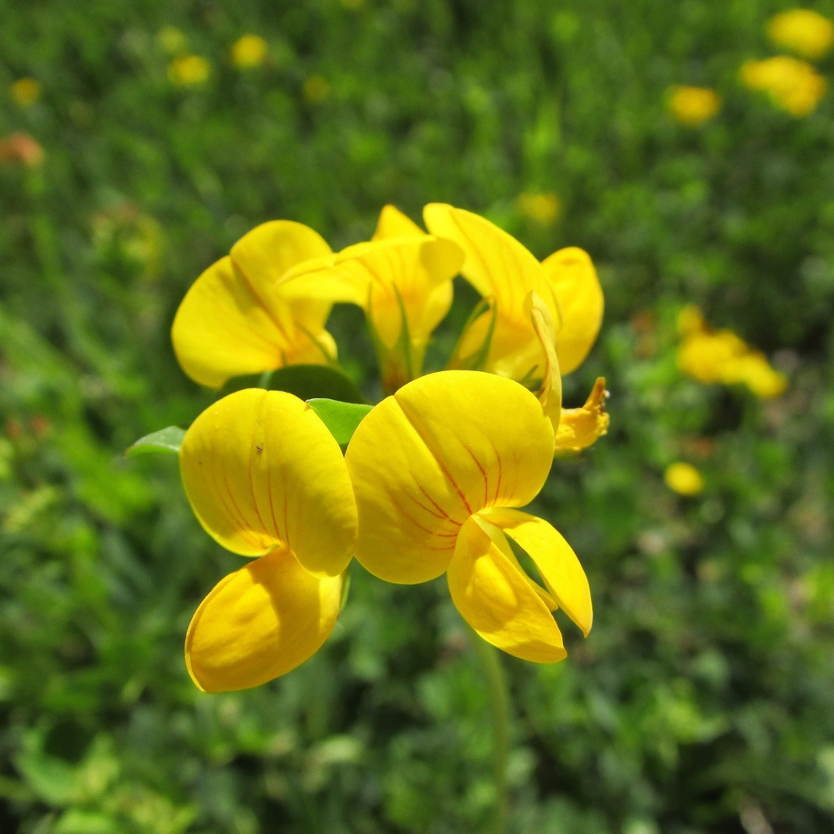 Štírovník růžkatý - Lotus corniculatus - semena - 100 ks