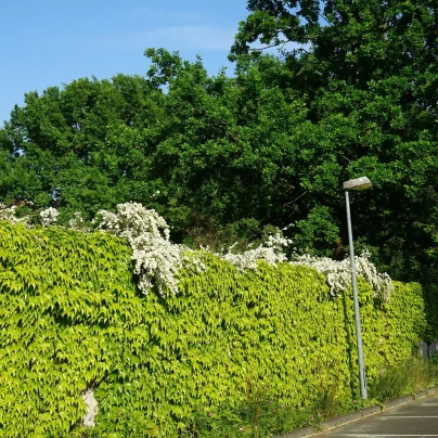 Přísavník trojcípý - Parthenocissus tricuspidata - semena - 7 ks