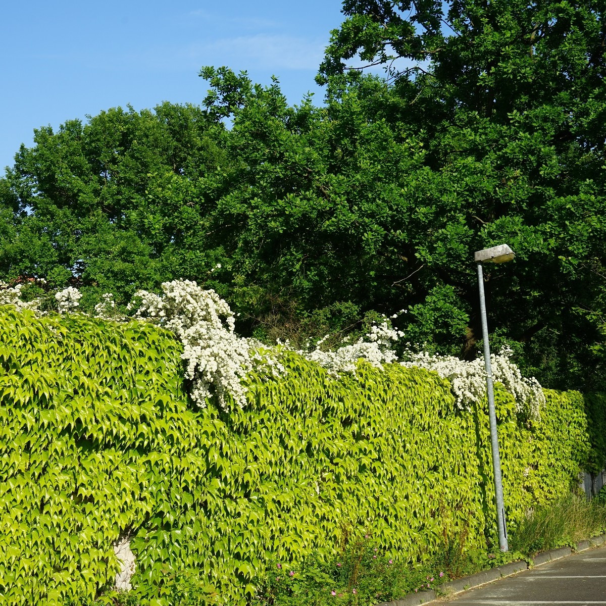 Přísavník trojcípý - Parthenocissus tricuspidata - semena - 7 ks
